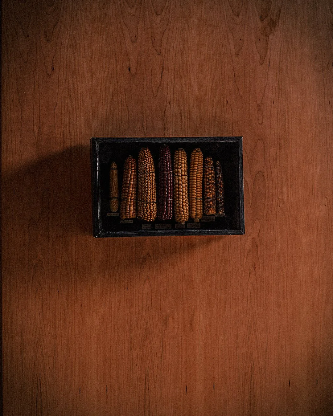 Molly Alexander Object Corn on the Cob Glazed Case