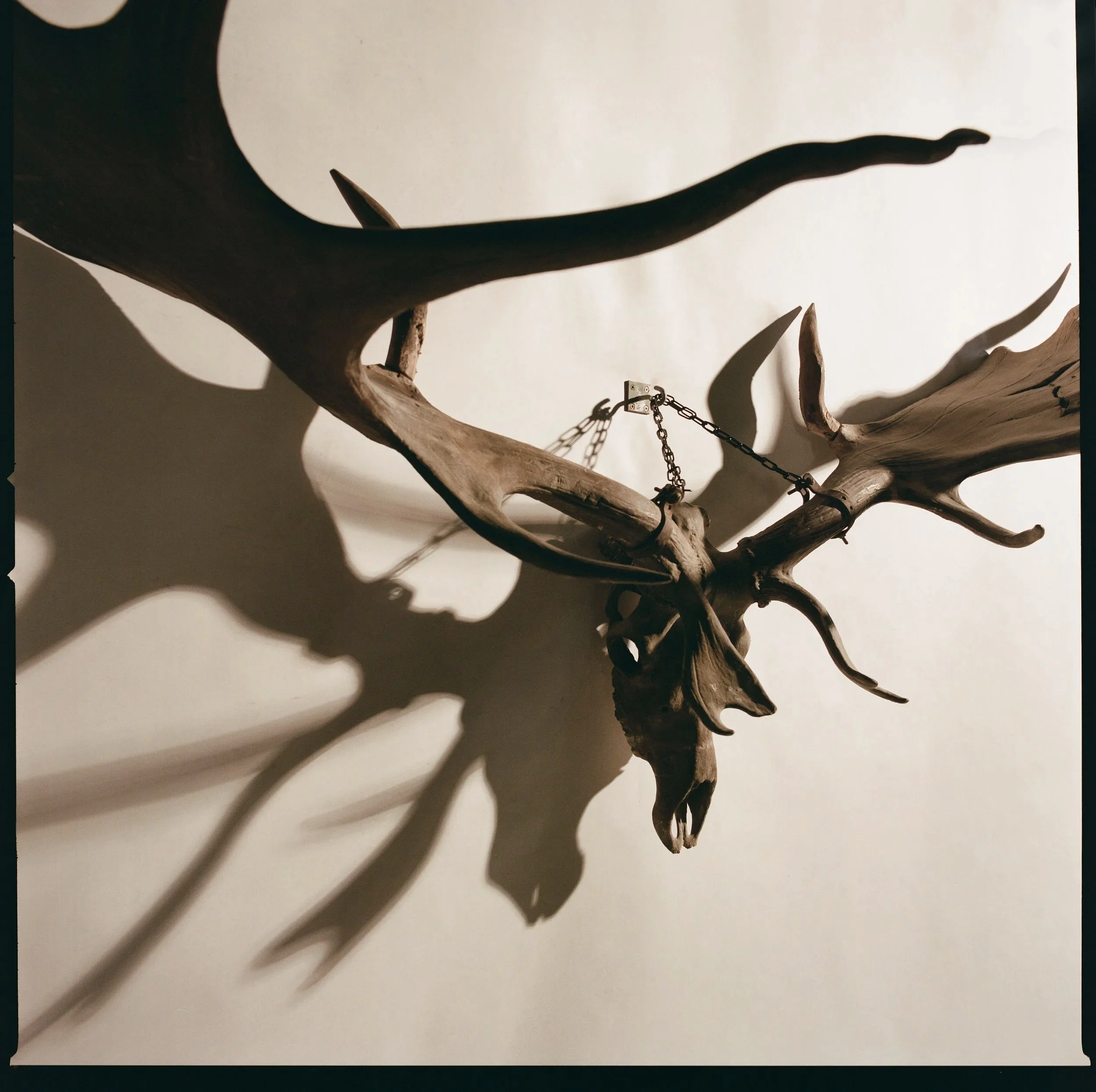 Molly Alexander A Pair of Irish of Elk Antlers
