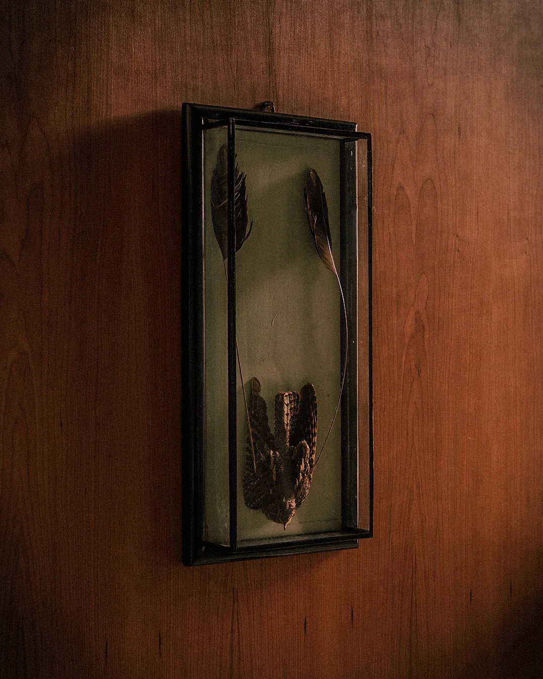 Molly Alexander Object a 20th Century Taxidermy Bird