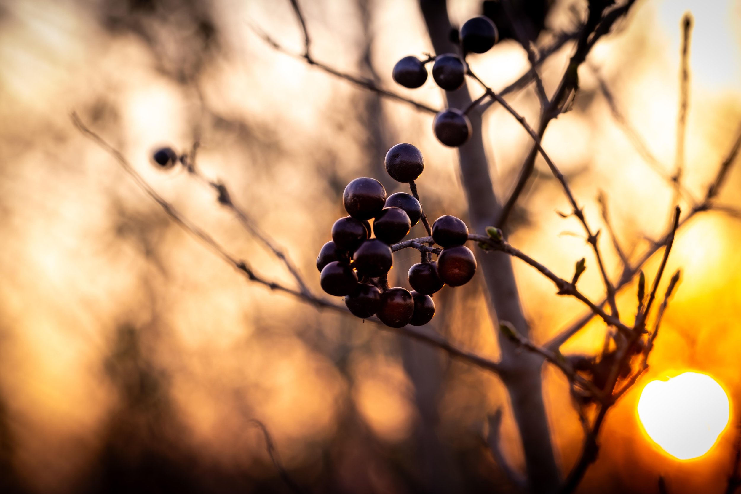 "Stille Momente" Beeren im Sonnenuntergang