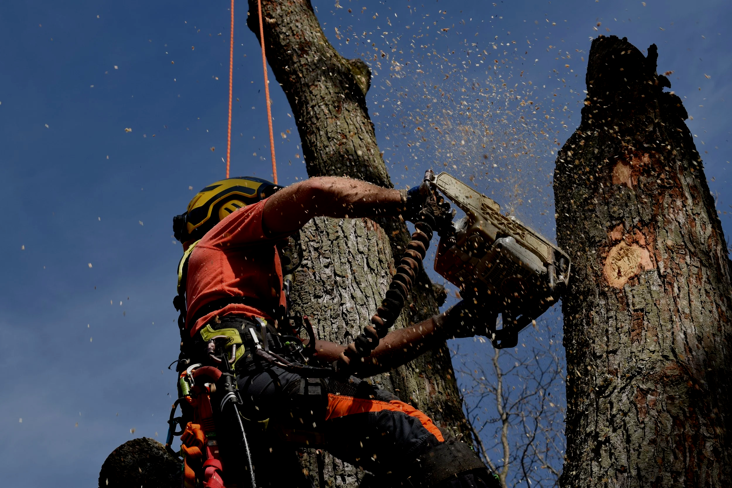 Large Tree Removal in Indianapolis