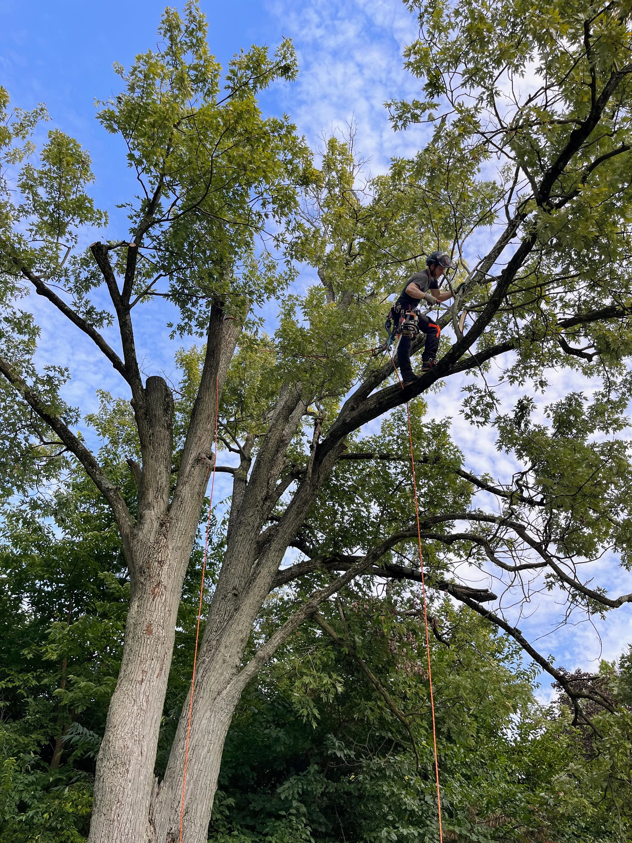 Certified Arborist Tree Service Near Me