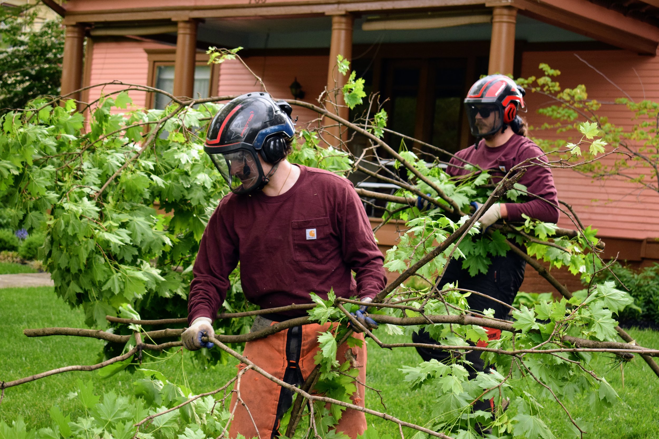 Cost for Tree Removal