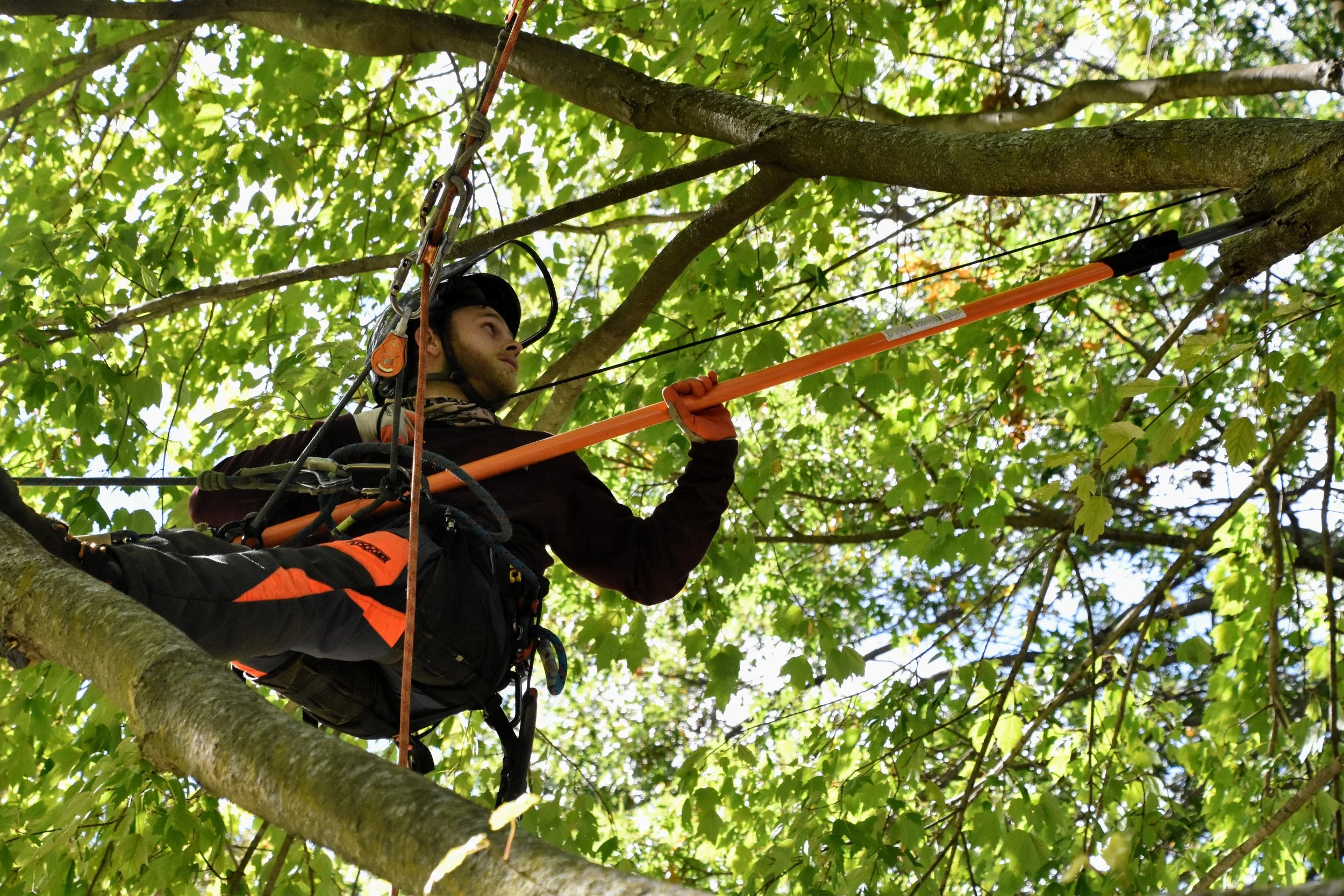 Tree Trimming Indianapolis