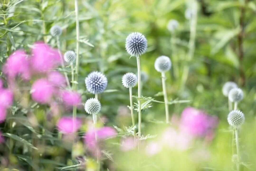 5011-globe-thistle.jpg