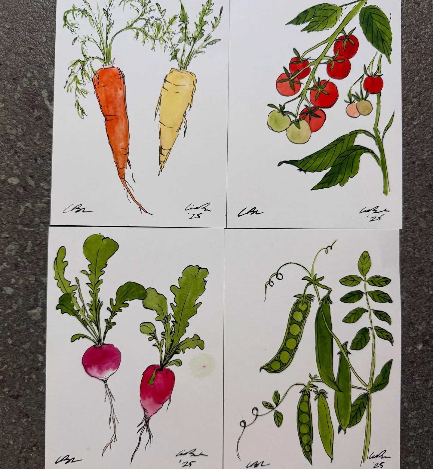 Some veggies for you. I dripped ink on the radishes. V rookie move, haven&rsquo;t done that in a while 
.
.
.
#dailyveggies #foodpyramid #kitchenart #vegetableart #vegetables #🫛 #🥕 #🍅