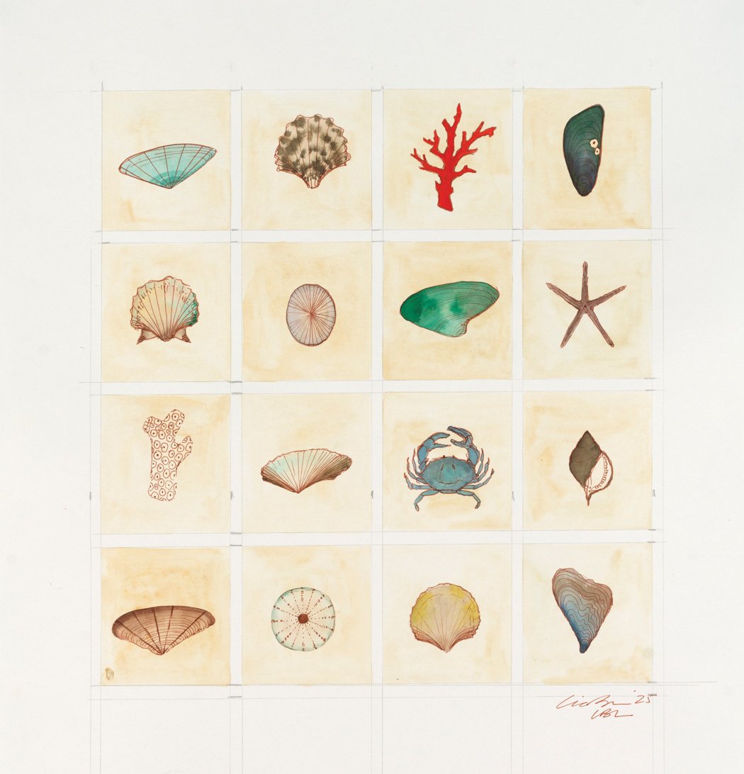 A grid of illustrated marine life, including shells, coral, starfish, a crab, and a shell in a watercolor style.