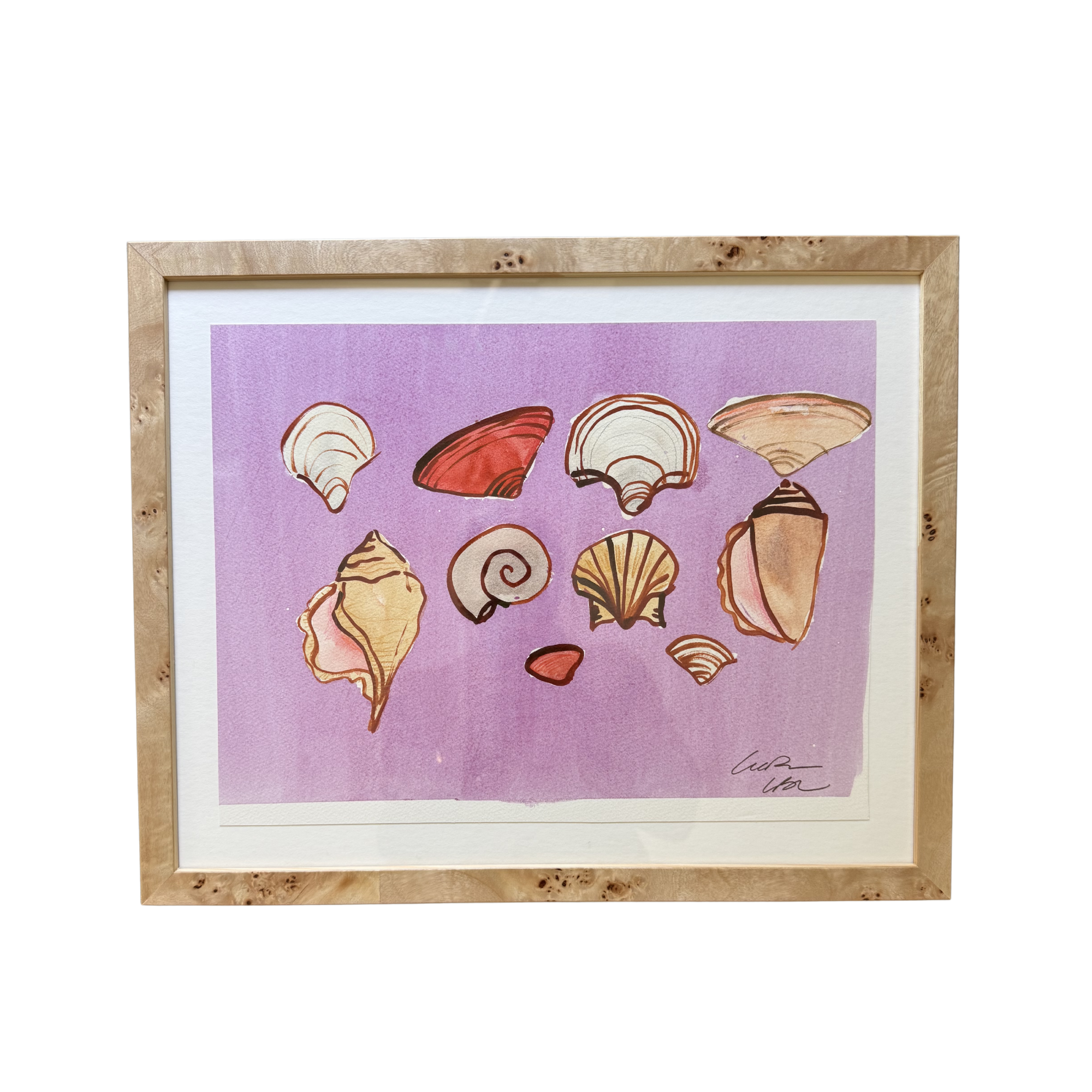Atlantic Shells on Lilac