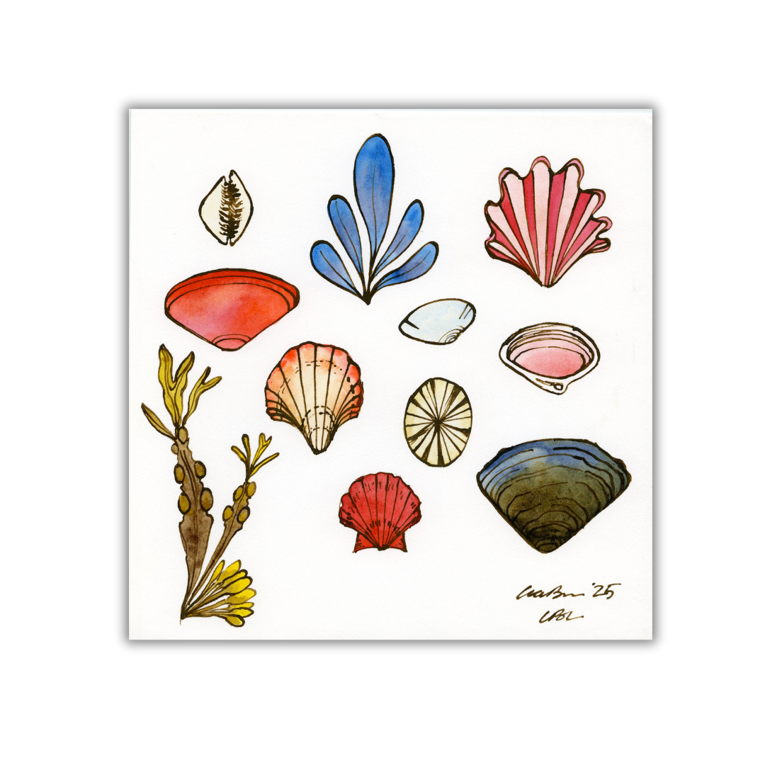 Shell Designvdress Organic Shells with Seaweed — Lia Burke Libaire Art and Design