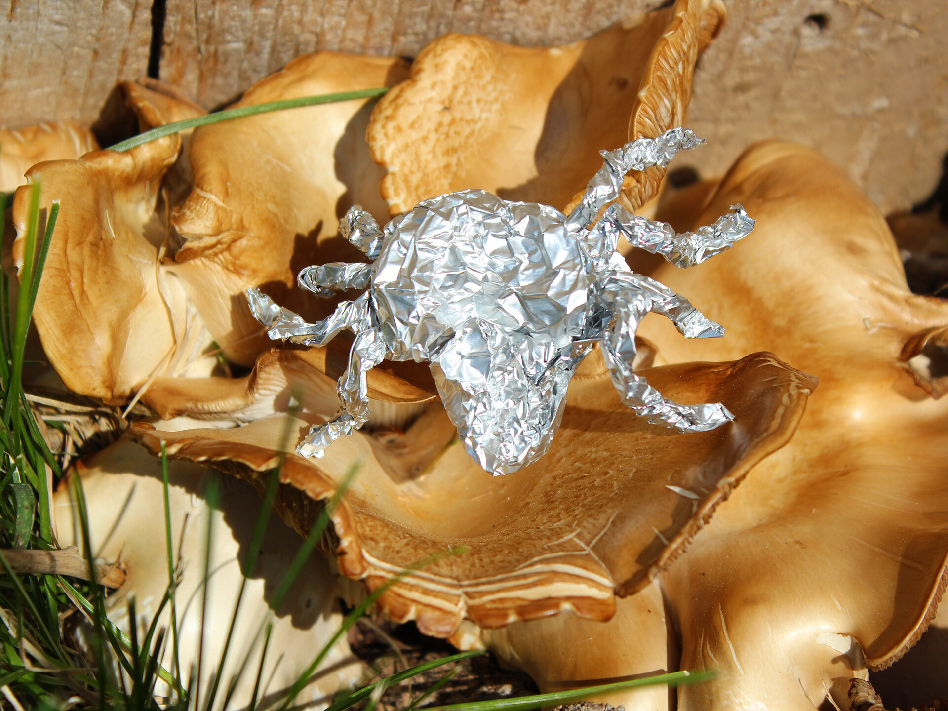 Tin Foil Spider On Mushroom