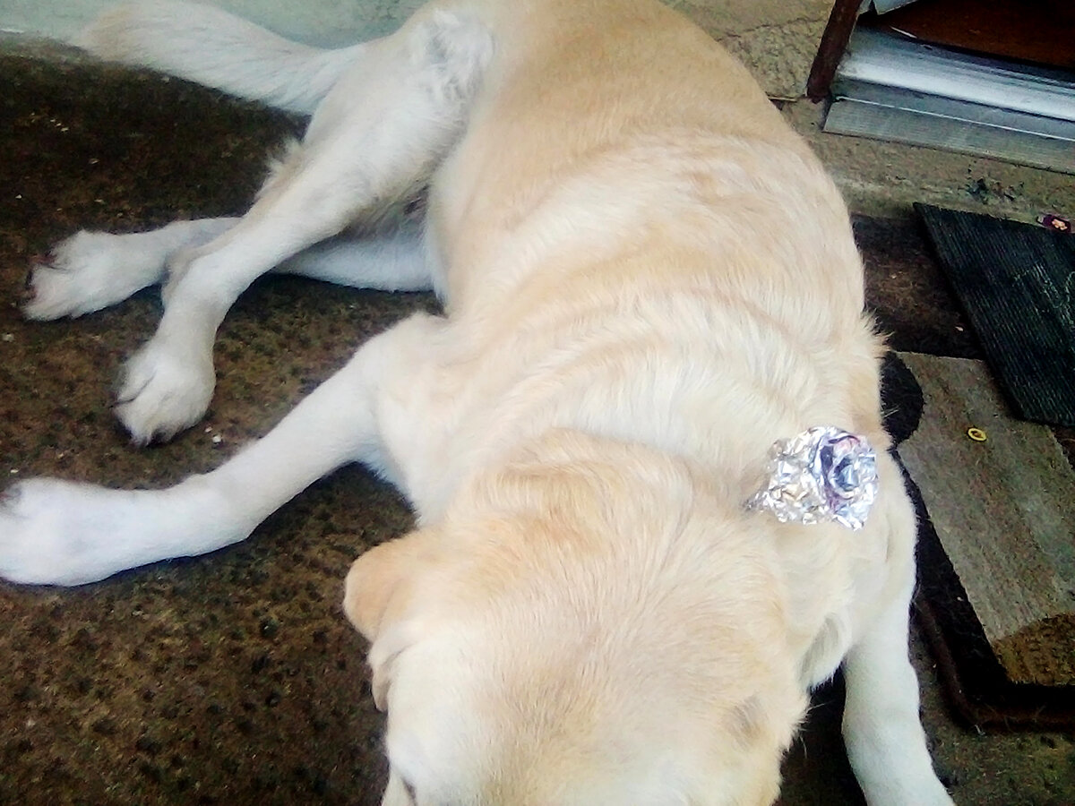 Guide dog with floral corsage (front view) 