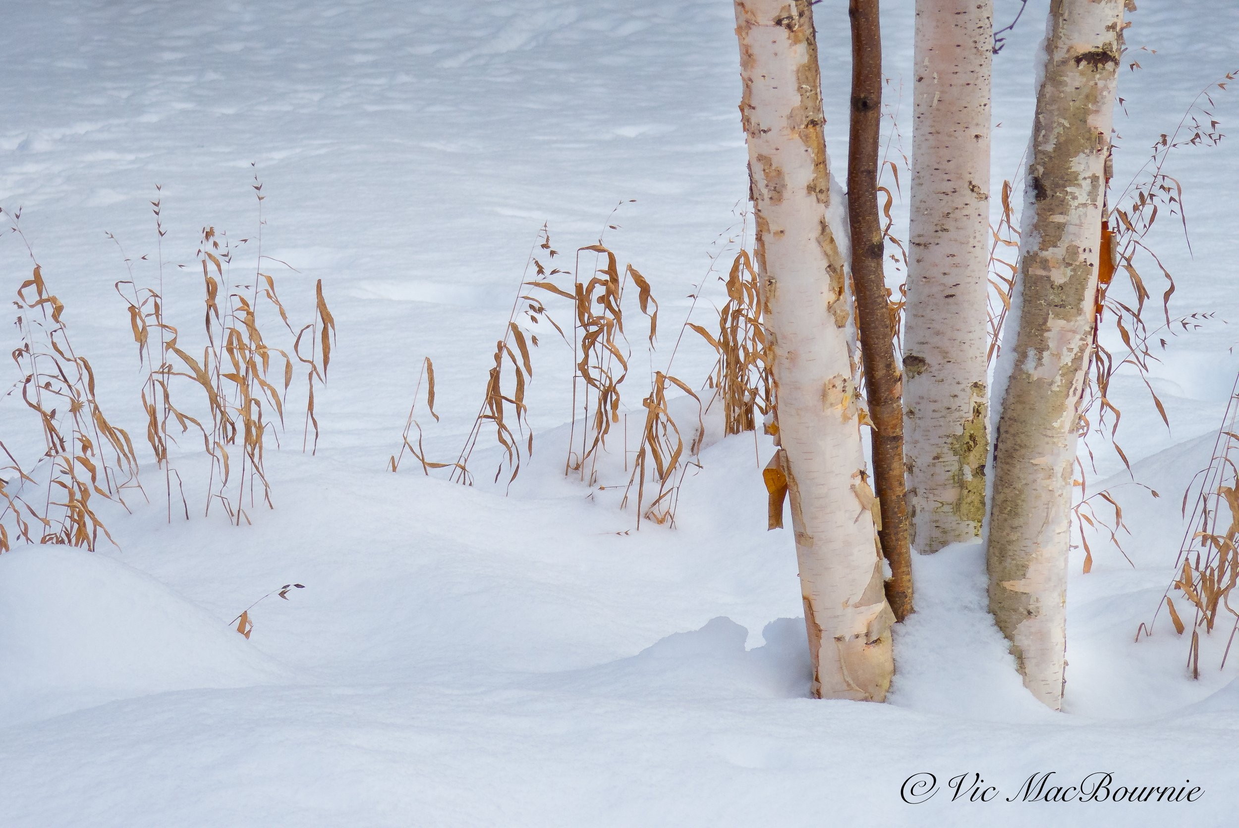 Birch tree and grasses in winter