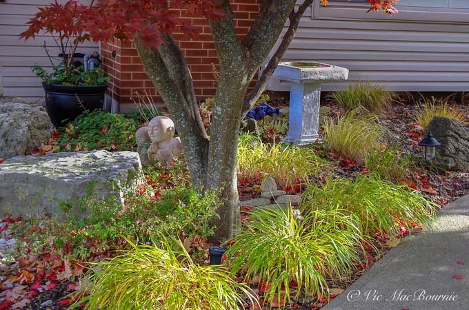 Japanese Forest grass provides a base for the mature Bloodgood maple in our front yard.