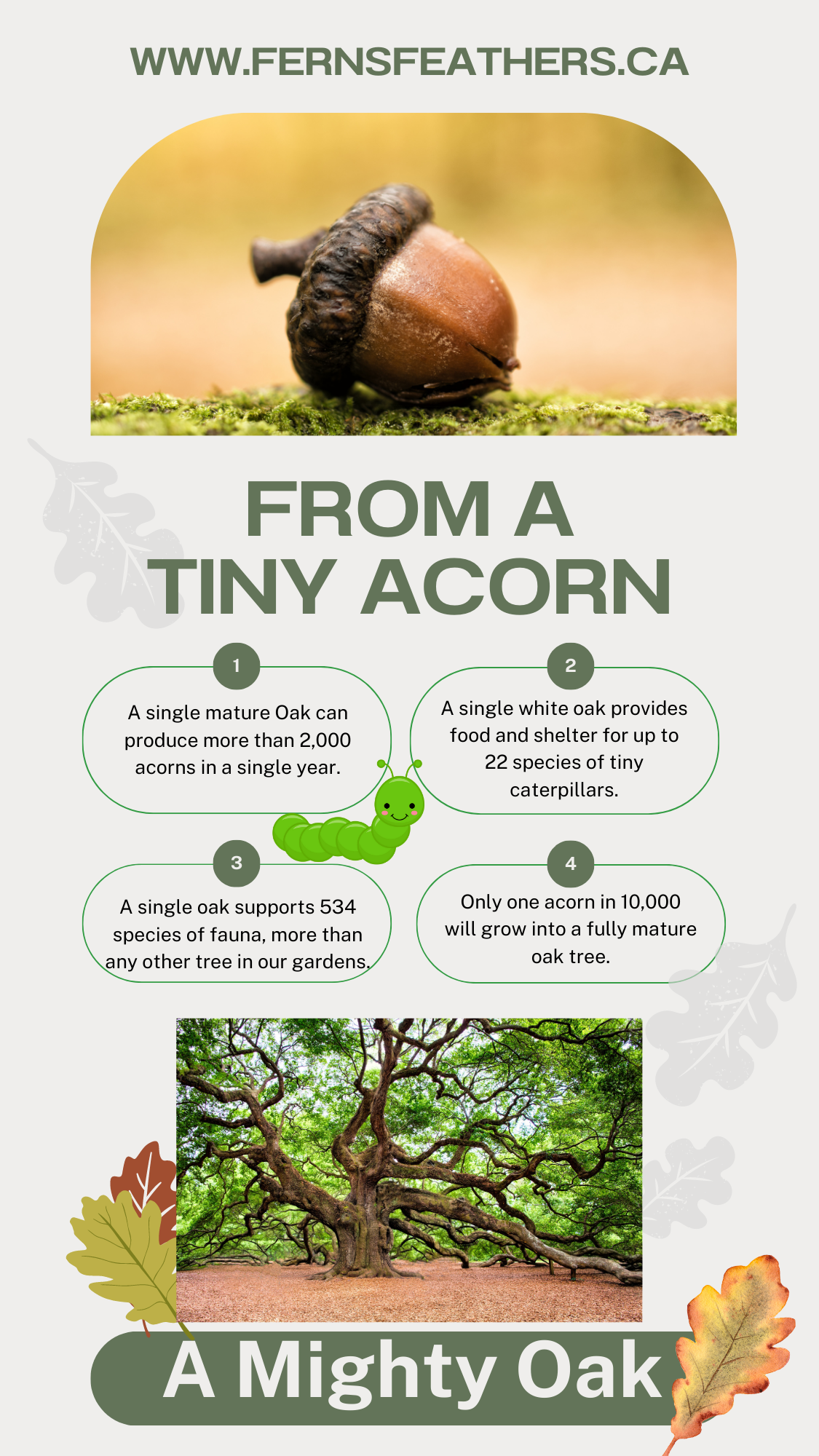 From a tiny acorn, a mighty oak information graphic