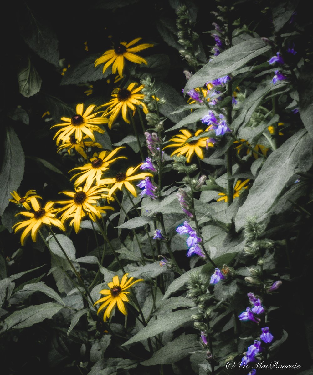 Pentax 18mm 110 vintage lens garden image