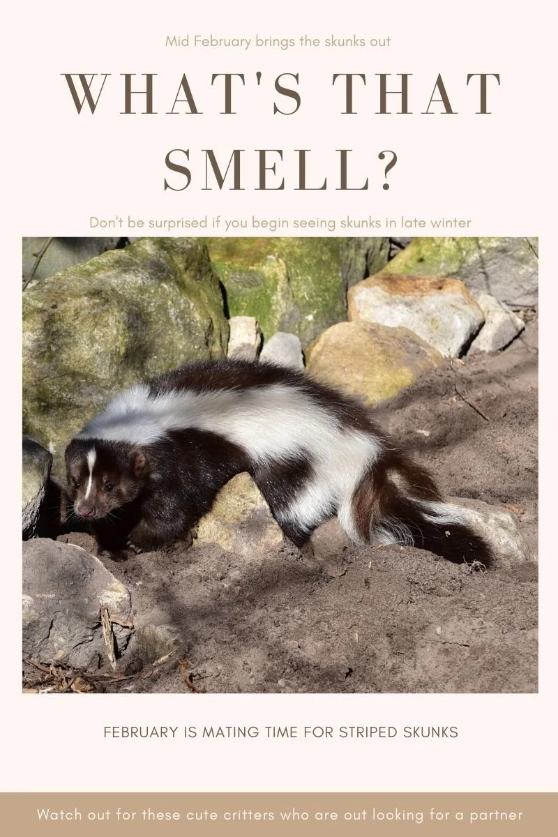 Why do I smell skunks in mid February Great Horned Owls are skunks