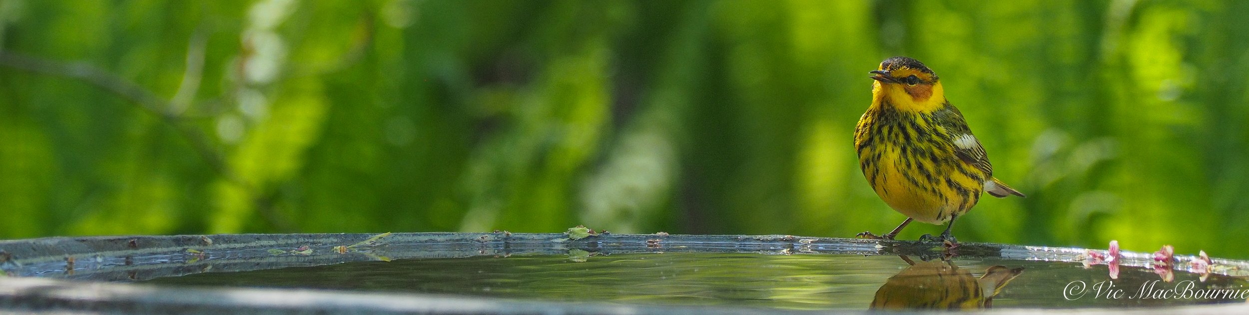 Cape May warbler on bird bath.