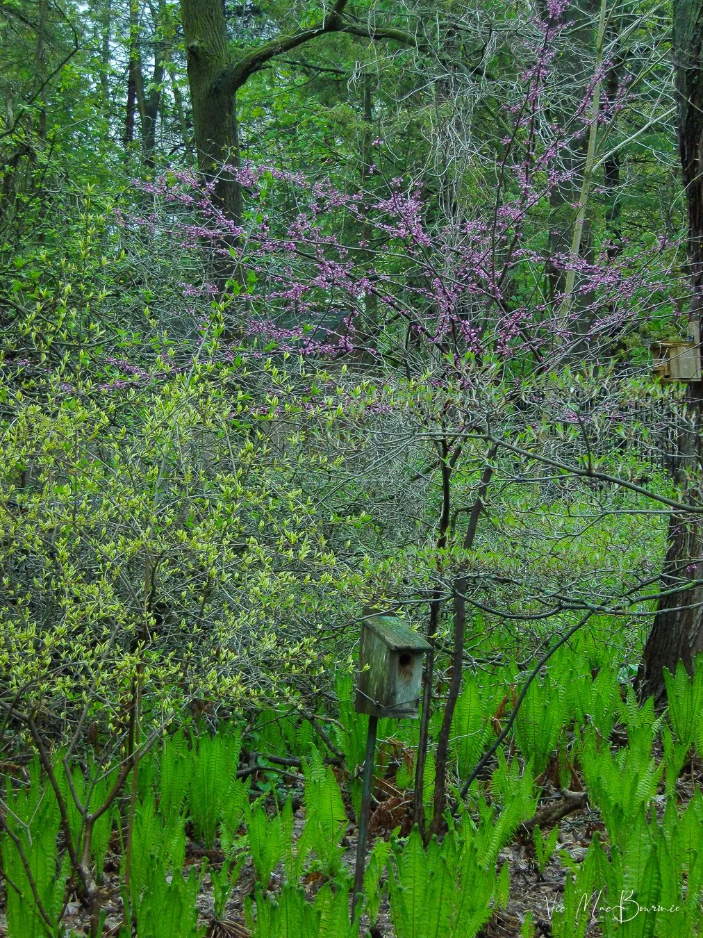 A multi-stem Eastern redbud with a Cornus Man dogwood bloom in the woodland garden.