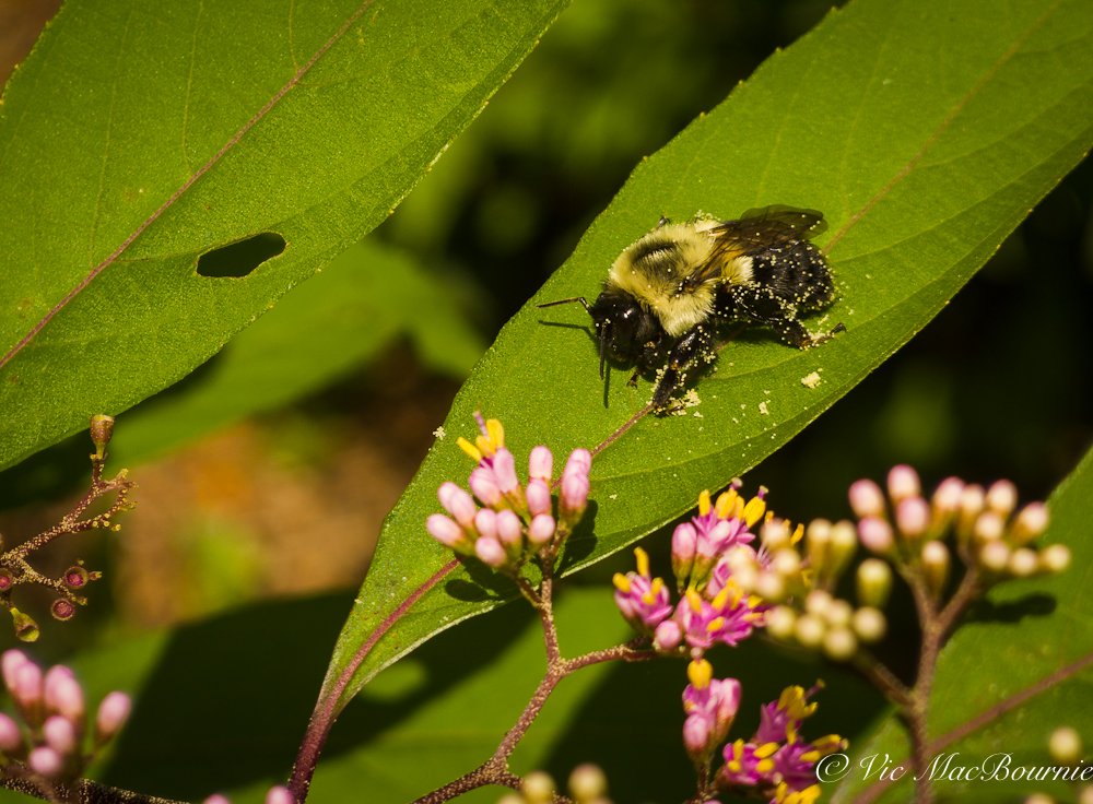 Bumble bee covered in pollen from Beautyberry flowers