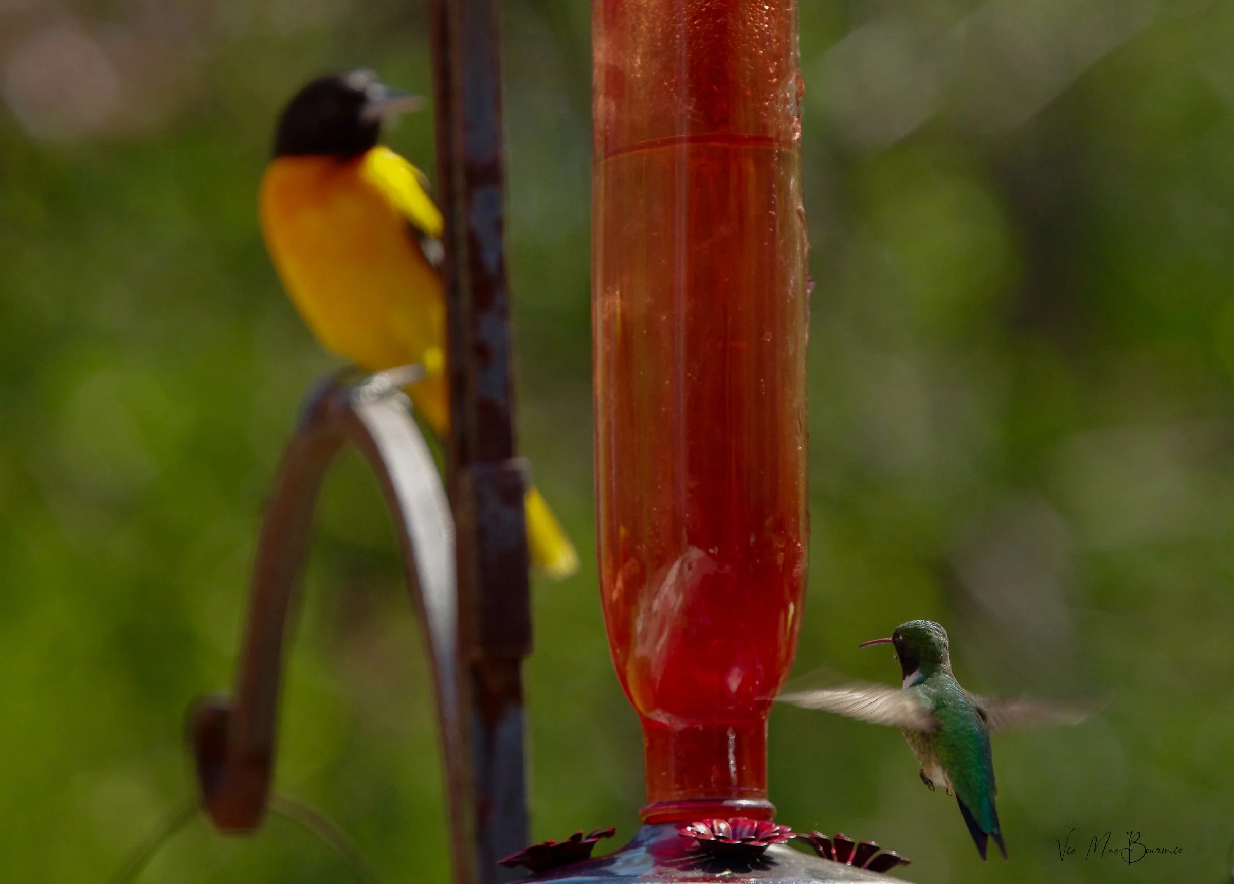 Hummingbird images and digital creations — FERNS & FEATHERS