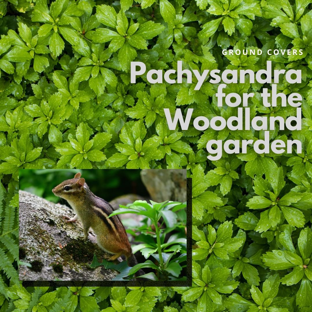 Pachysandra in the woodland garden