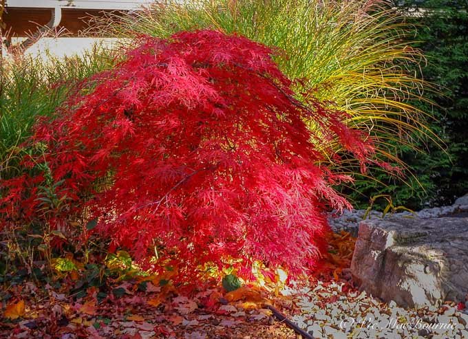 A cutleaf weeping Japanese Maple backed by grasses and grounding a large boulder that is part of a Japanese-style garden.