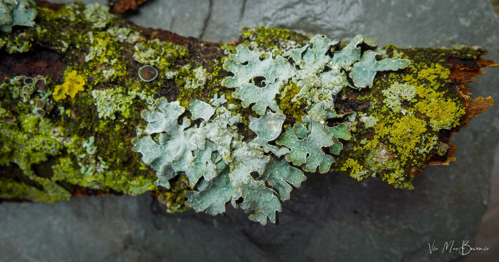 The Pentax Optio VS20 has an excellent macro focus capability.