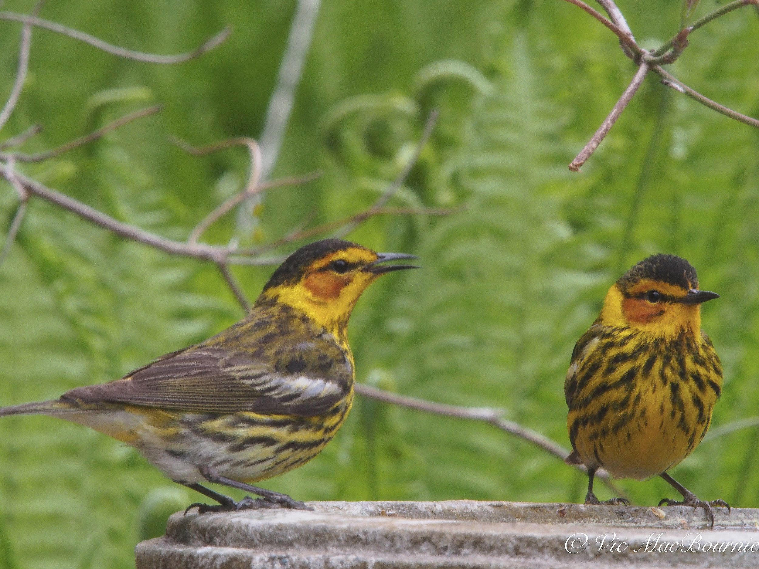 An unusual imge of two Cape May warblers at a bird bath.