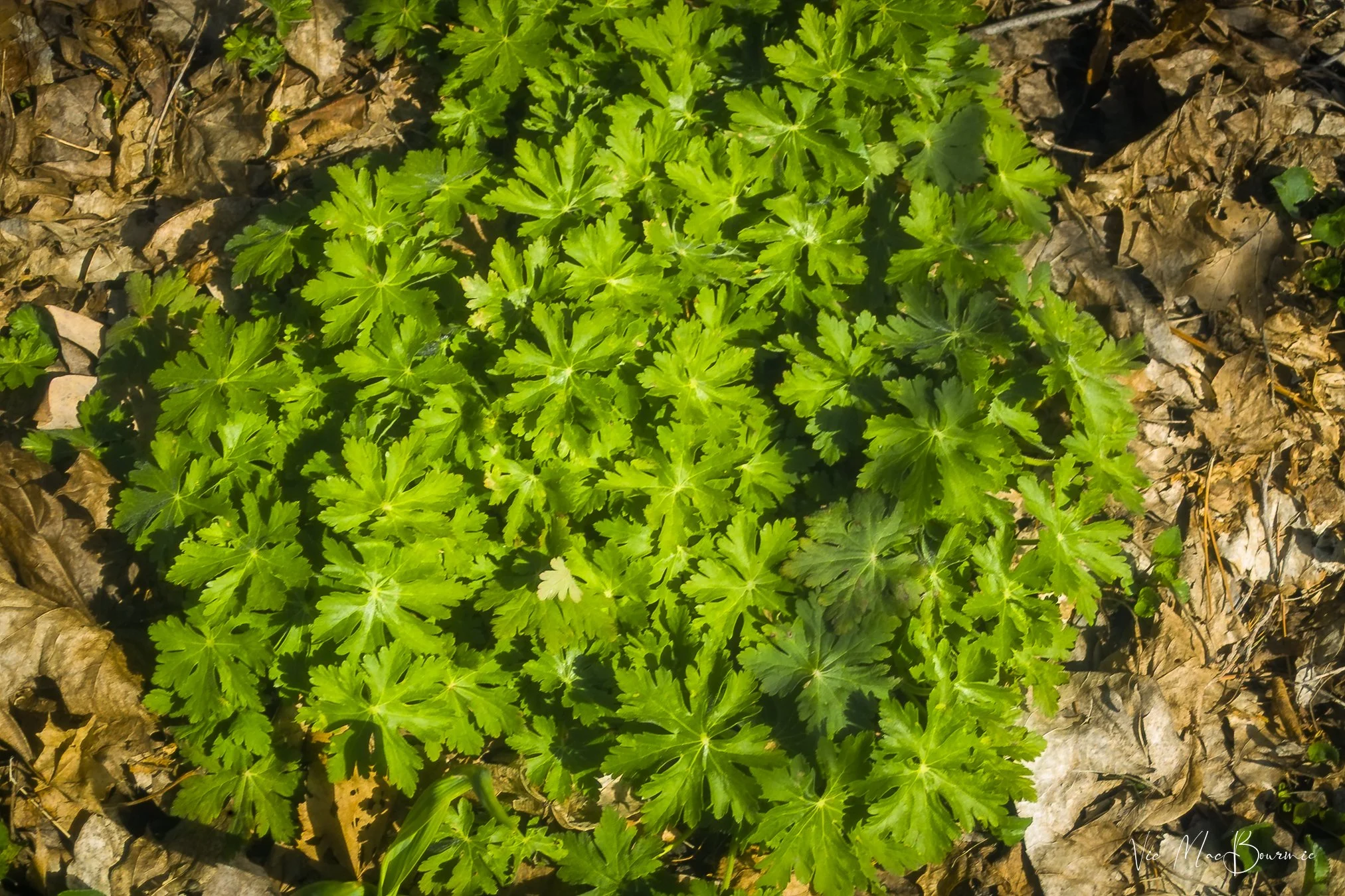 Wild Geranium. Sigma SD10: 1/60th sec/ f5.6/ iso 100.
