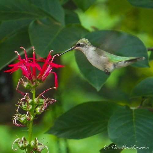 Cardinal flower is hummingbird magnet — FERNS & FEATHERS