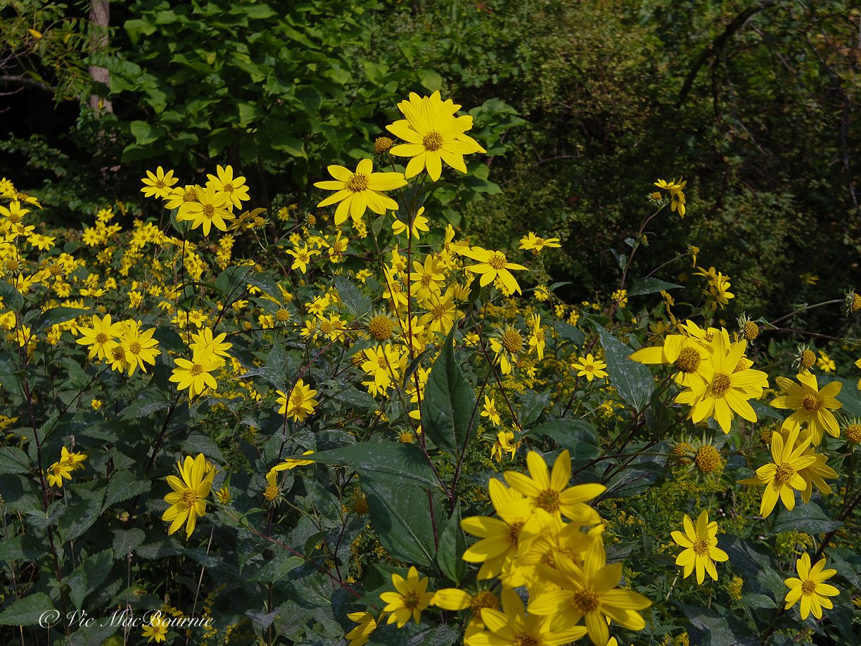 A grouping of woodland sunflowers in their prime along a forest edge. The sunflowers are a magnet for native bees, butterflies and birds and nesting habitat for overwintering native bees.