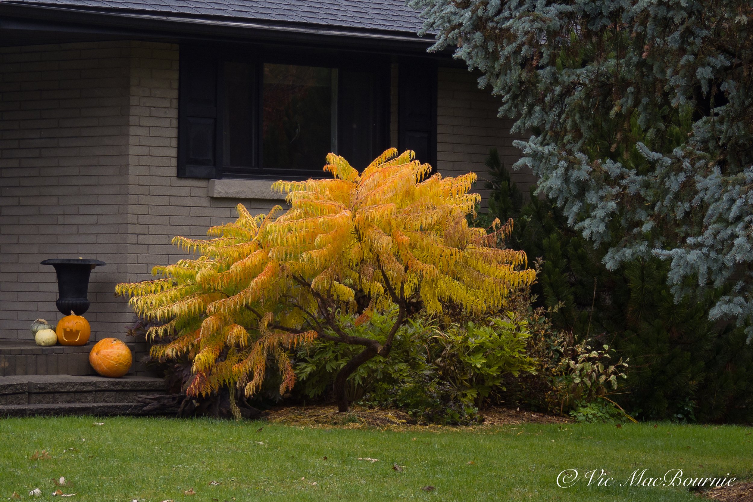 This small sumac is an excellent small tree that has the look of a Japanese Maple.