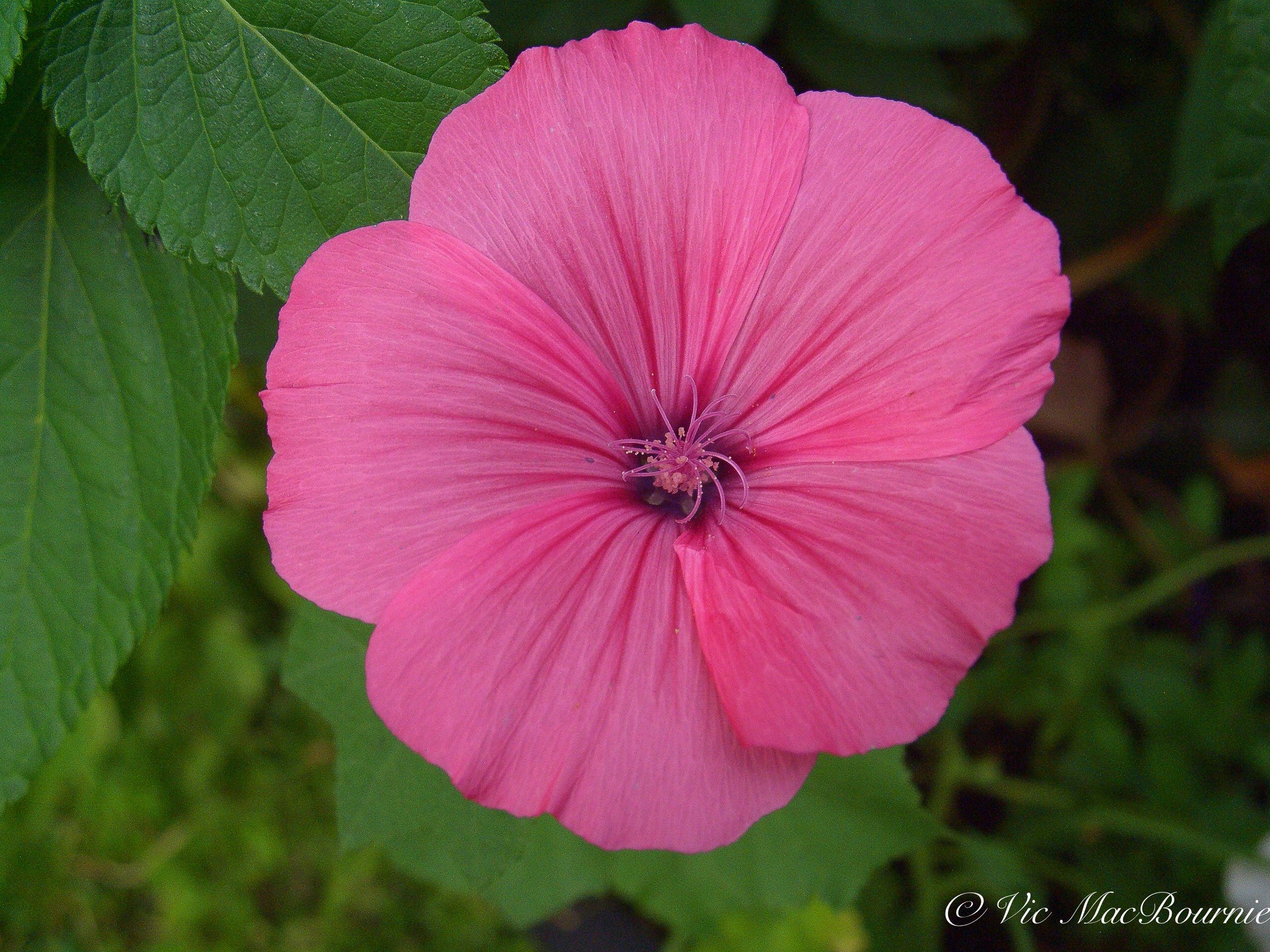 A beautiful Lavatera flower grown from seed and used in one of our planters.