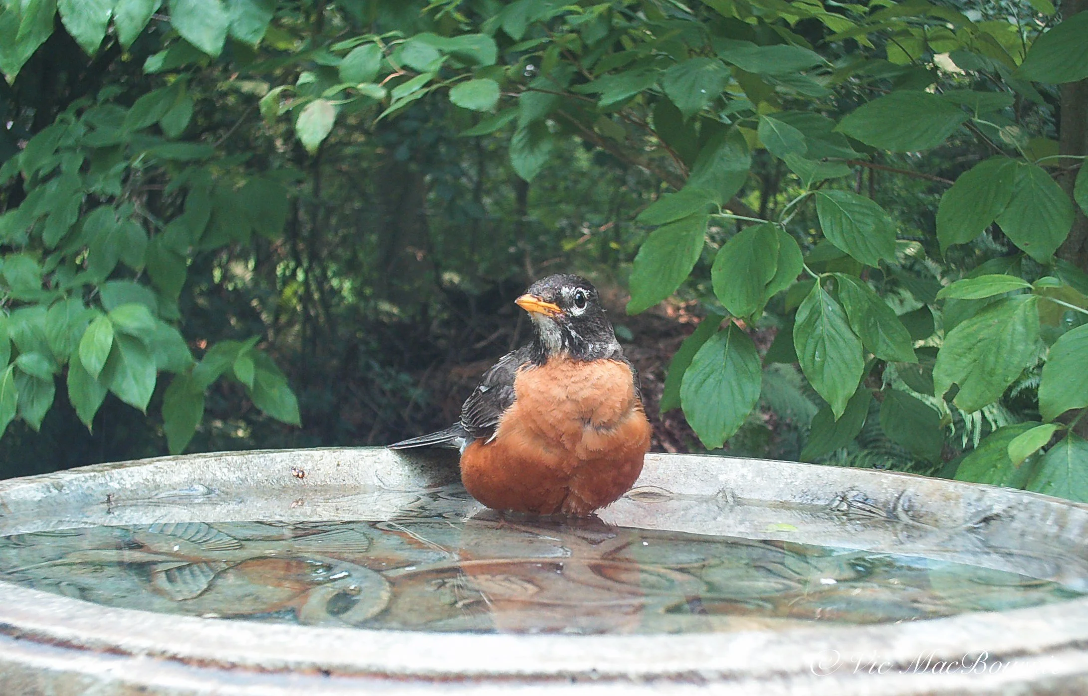 American Robins How to attract these red bellied birds to our yards
