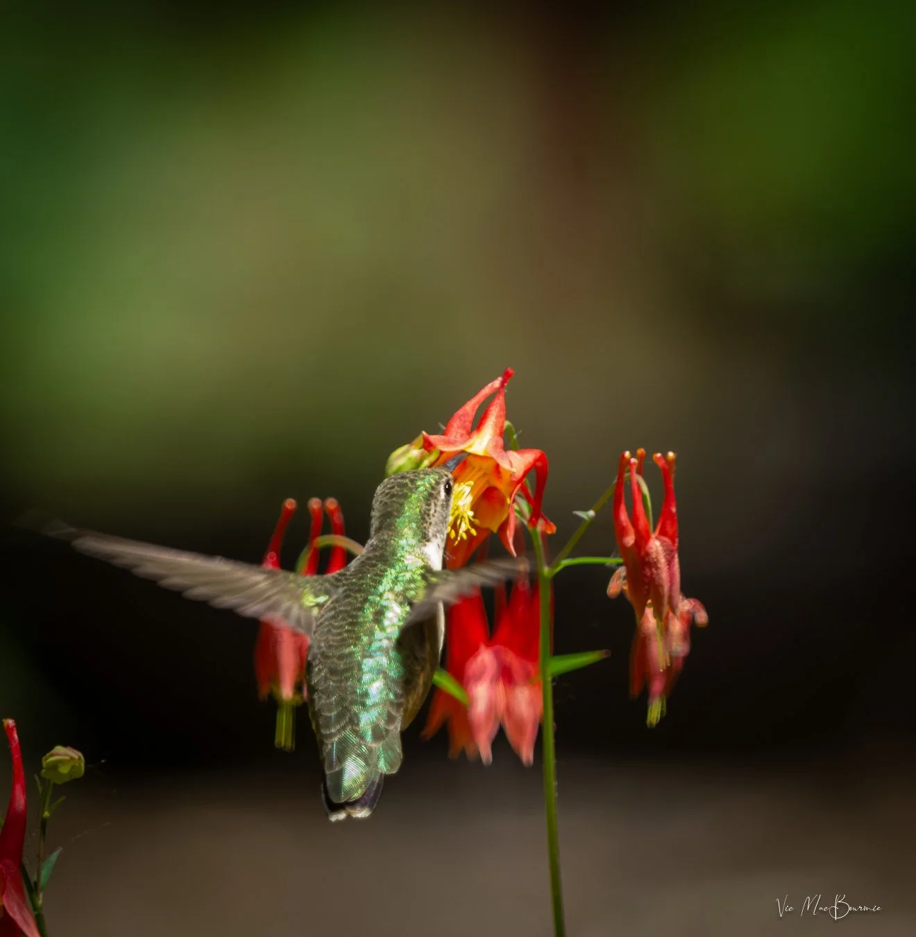 Hummingbird feeding on Columbine with its long beak and tongue.