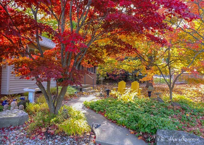 A stunning red-leaved Bloodgood Japanese maple graces this front garden surrounded by other maples.