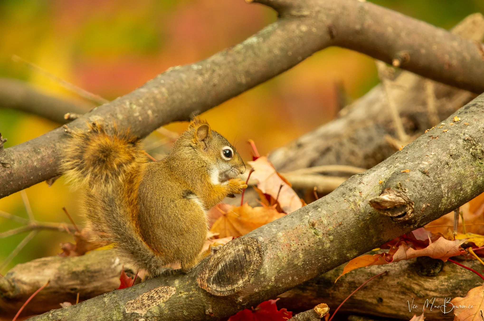 This little red squirrel is comfortable among the many  branches of either the woodpile or dead hedge.