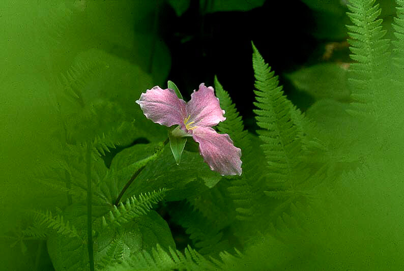 Pink Trillium in Ferns.jpg