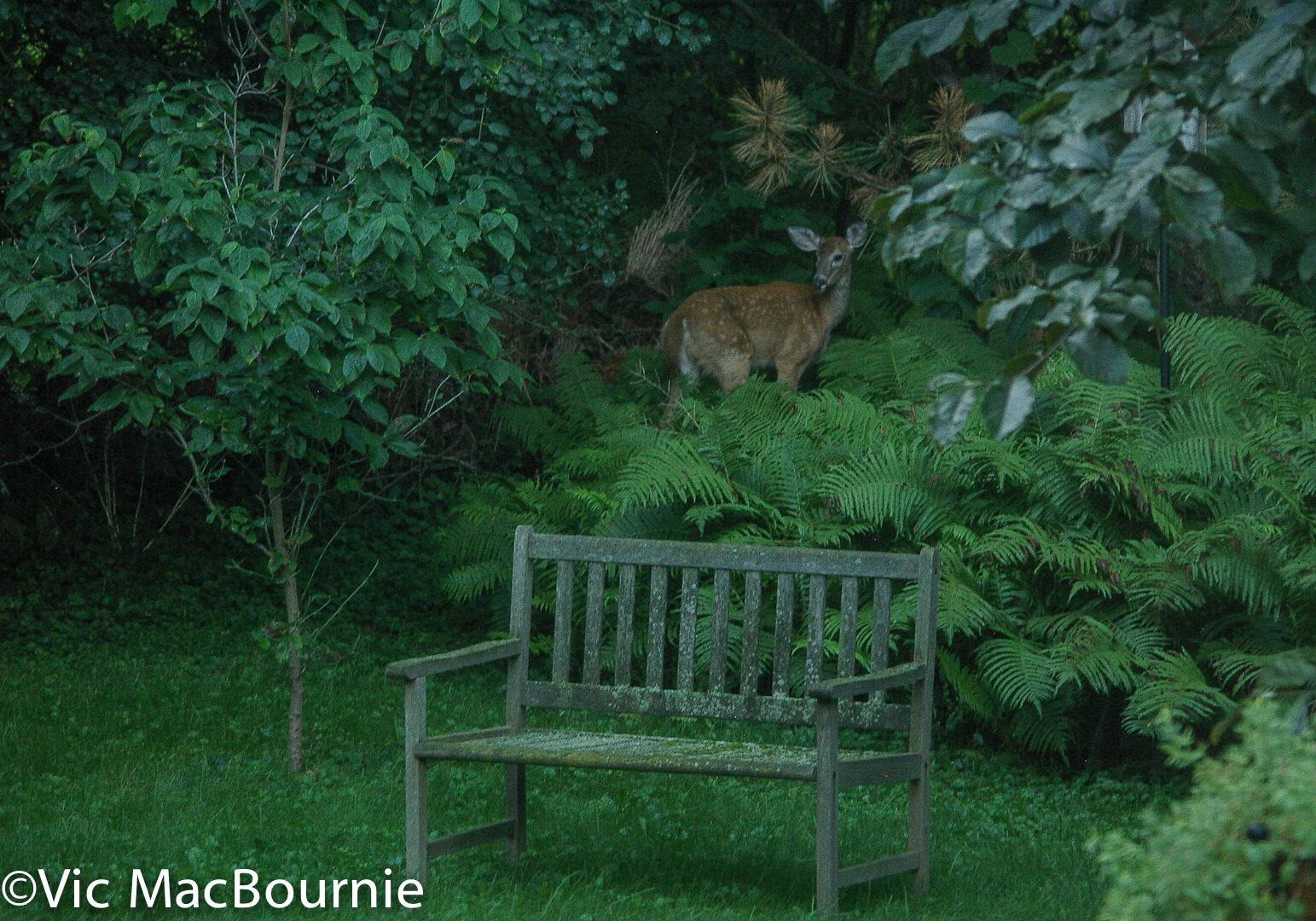 Fawn with bench