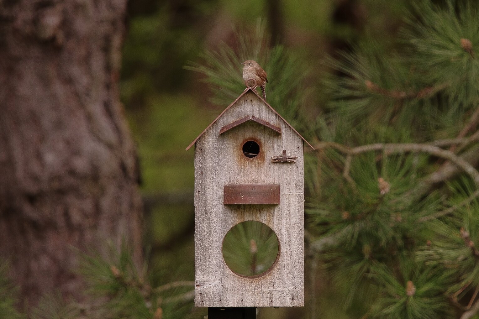 This rustic bird house and feeder fits the woodland theme and provides the ideal home for this Carolina wren.