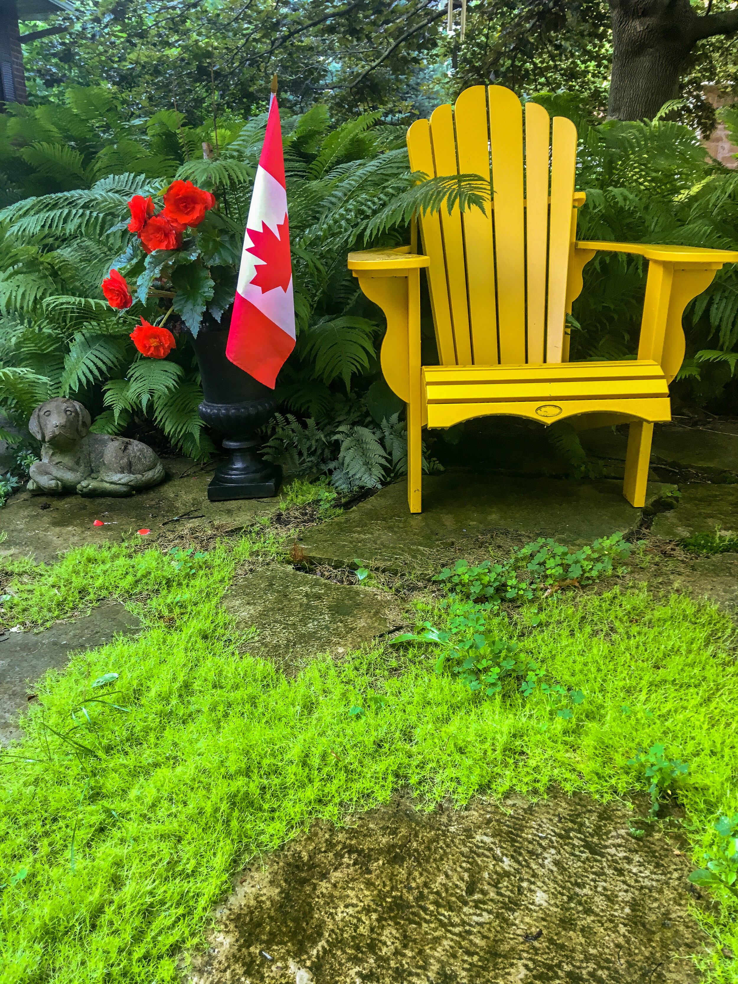 Adirondack with irish moss