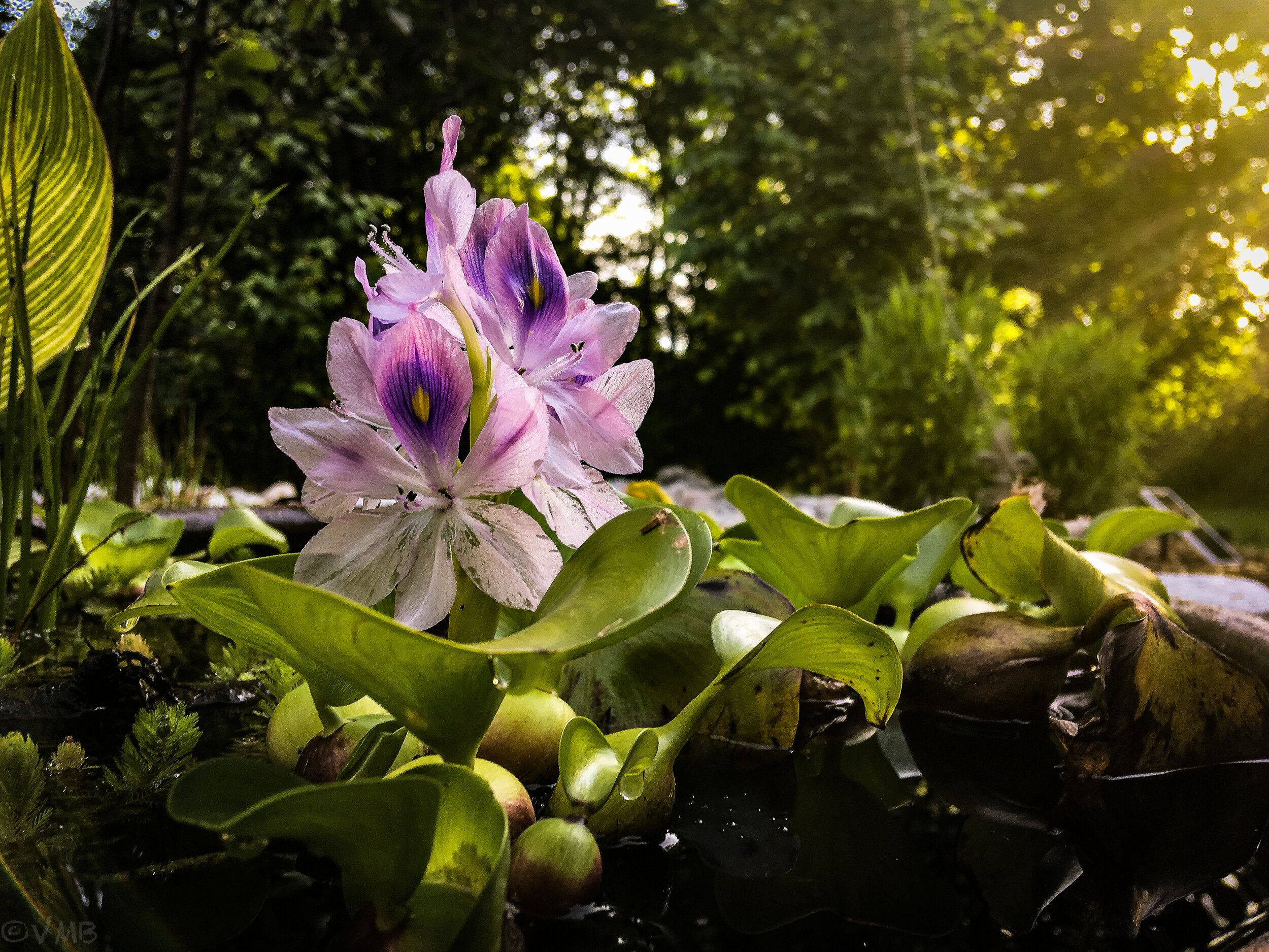 water hyacinth in container pond