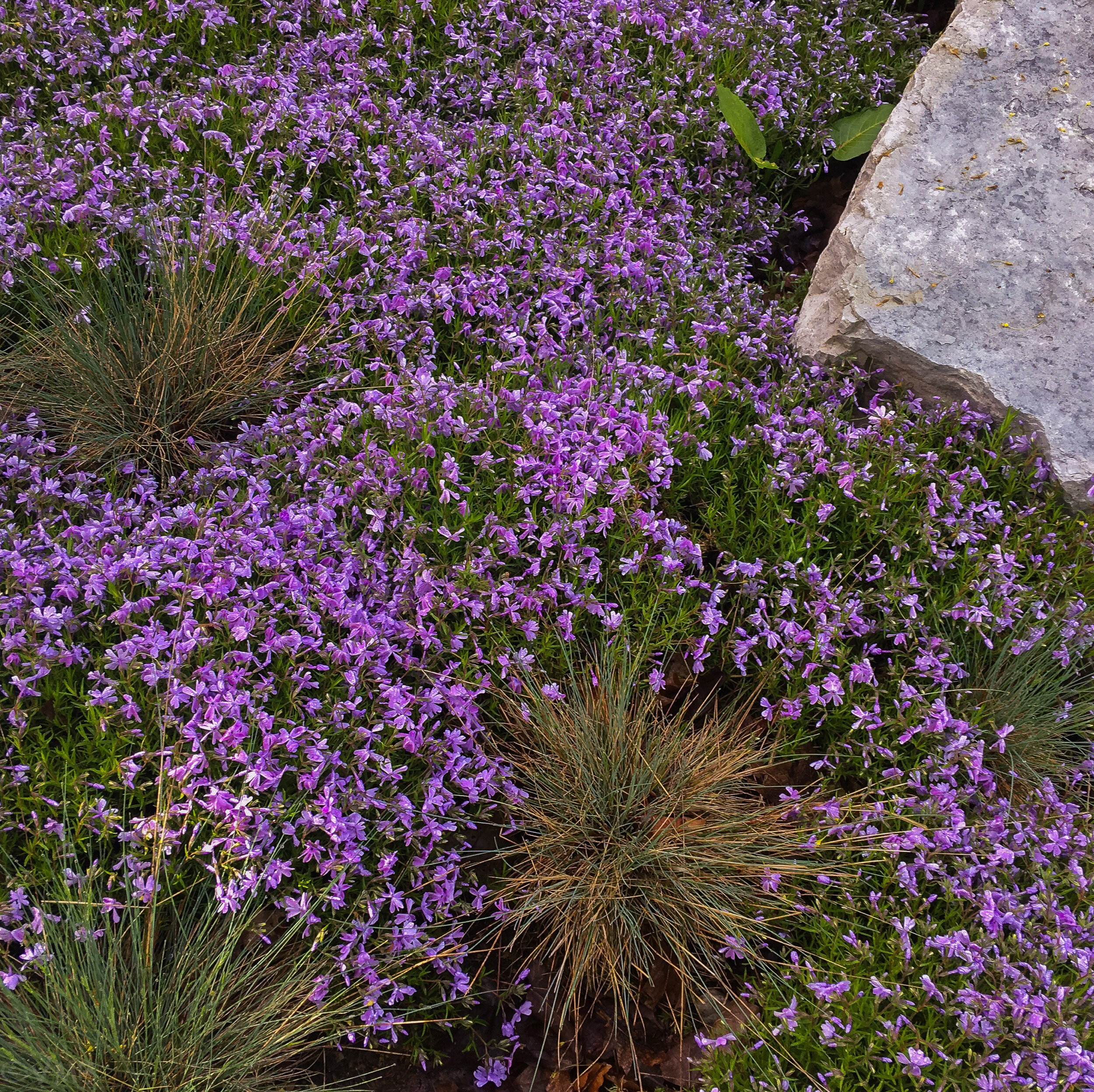 Creeping phlox among the rocks and grasses in our front garden.