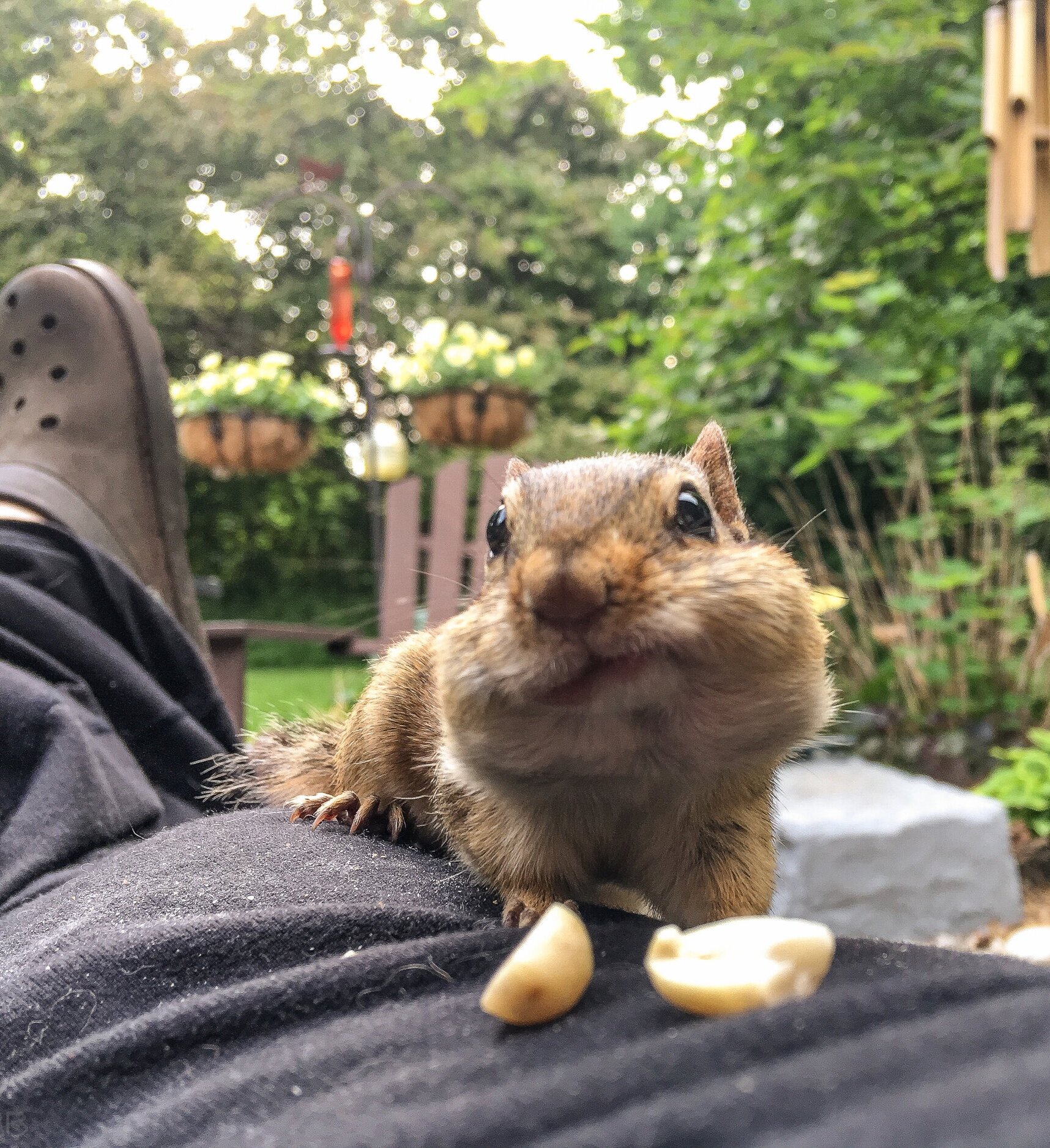 Chipmunk enjoying peanuts in the garden. With a little effort they will eat right out of your hand..jpg