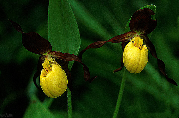 Yellow lady slippers