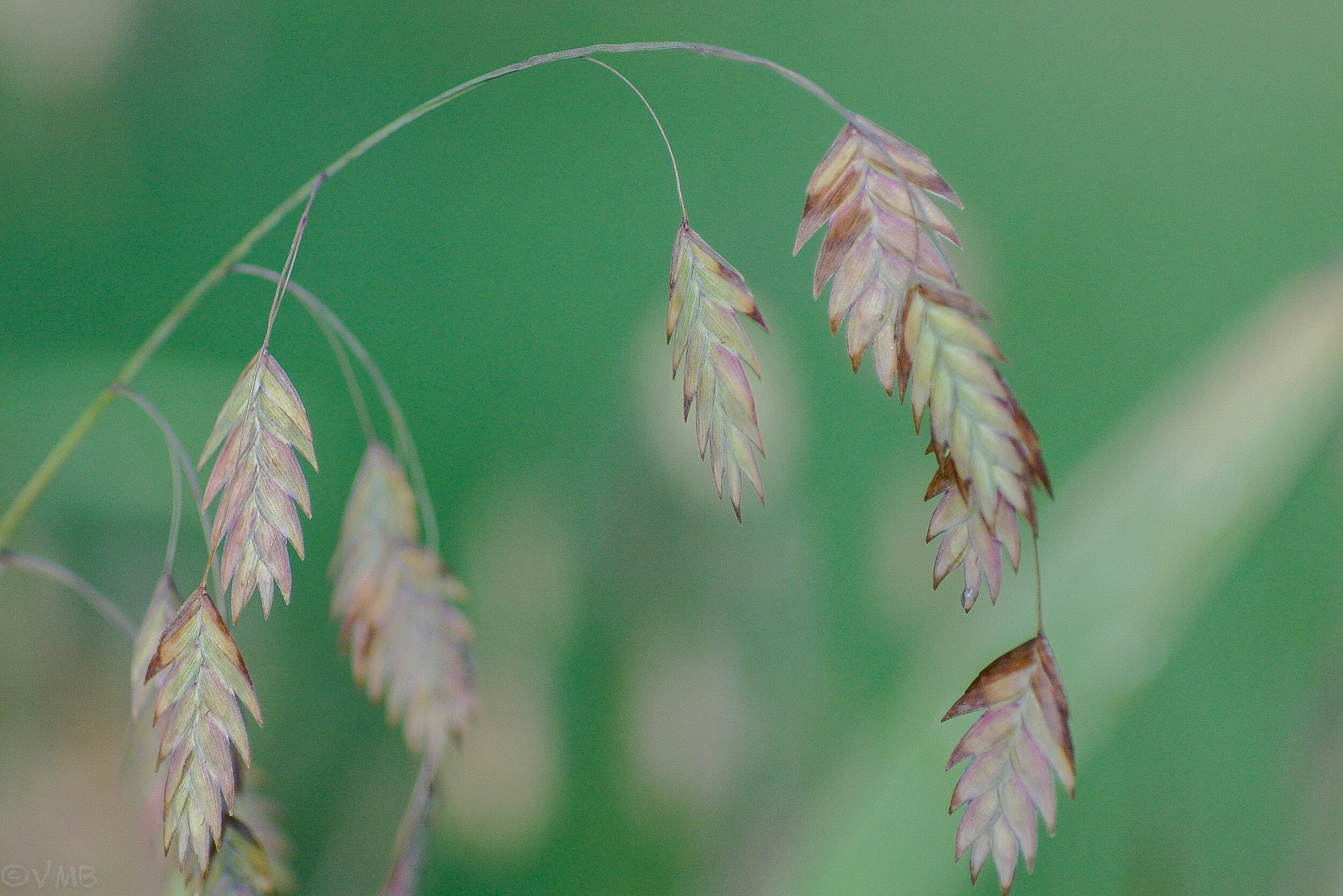 Grasses up close