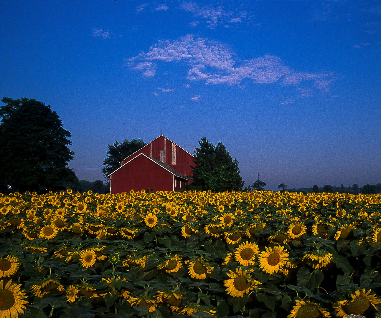 20080915-Sunflowersv.jpg