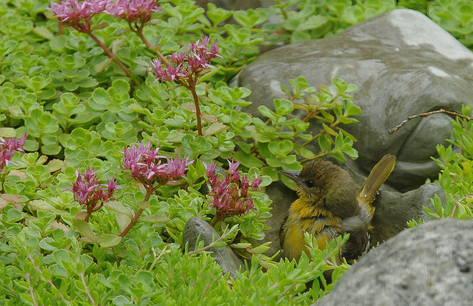 A young Baltimore Oriole takes a bath in one of our on-ground water sources.