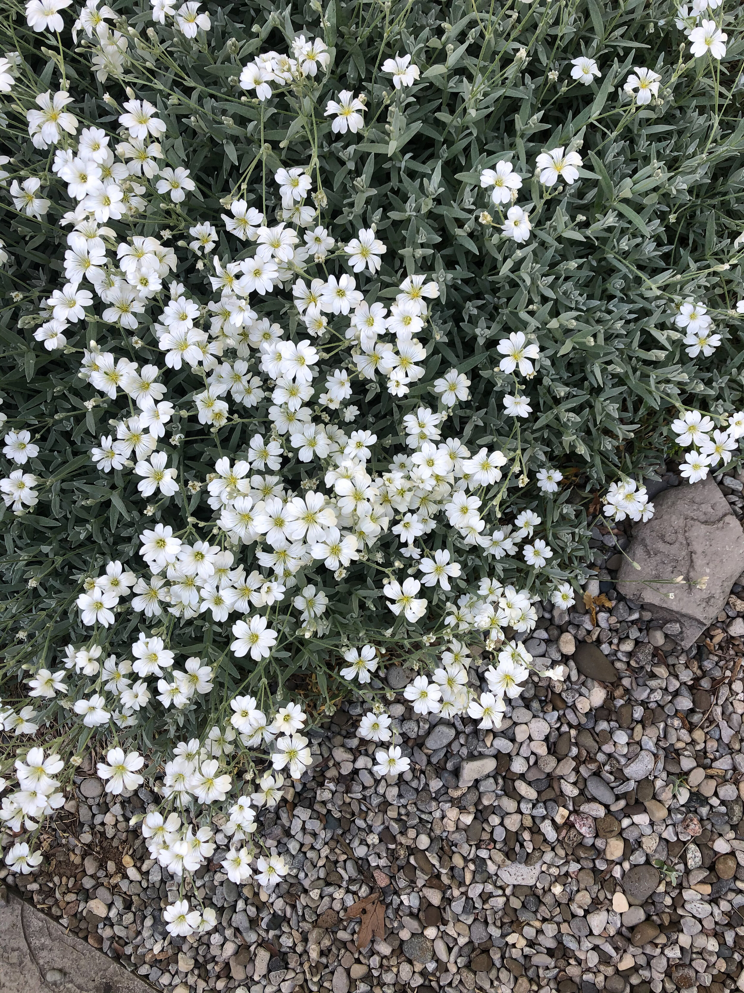 The elegant clear white flowers and silvery-grey foliage gives the plant a mediterranean feel that works well in a rock garden location or along a pea-gravel path like it is seen here.
