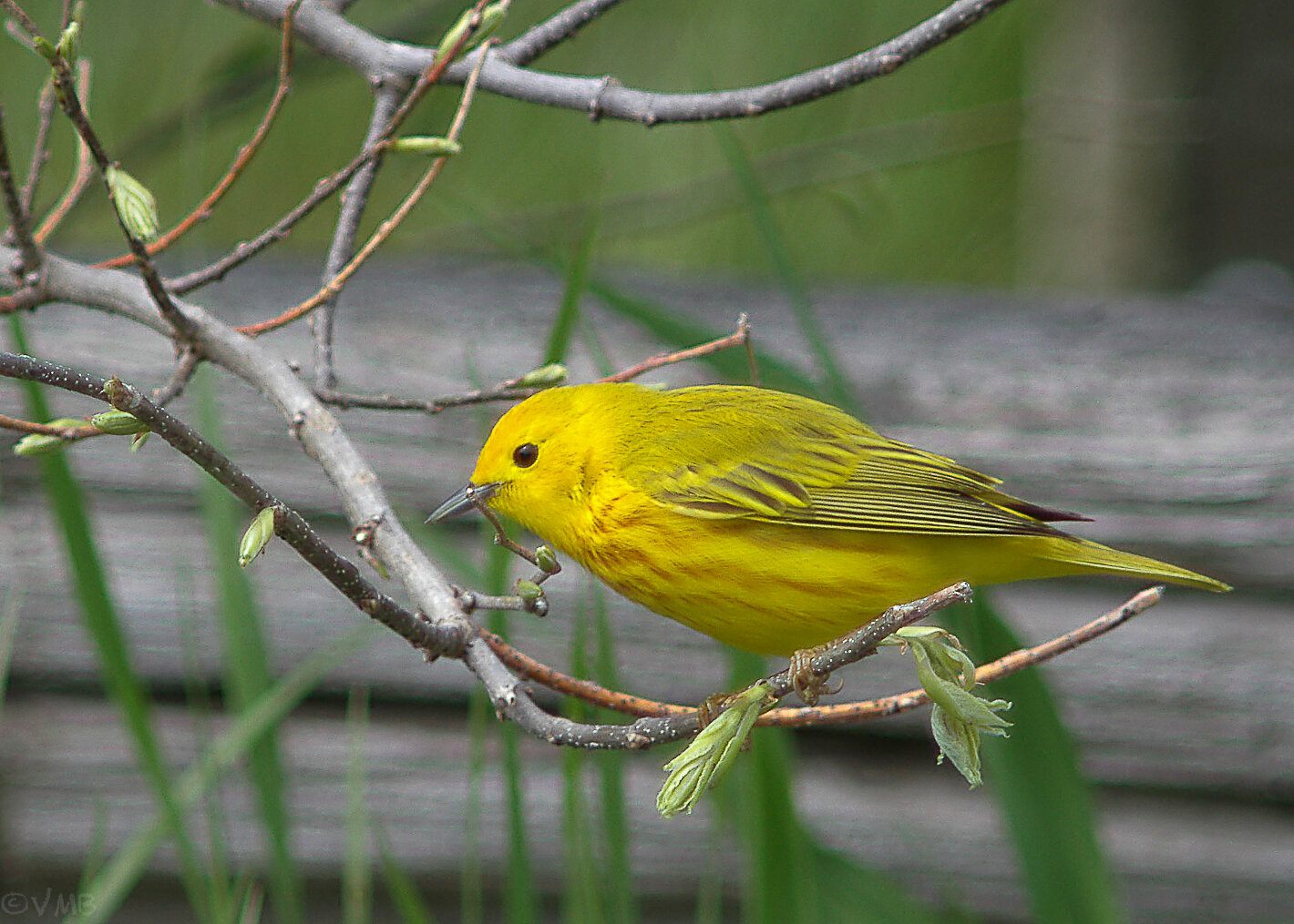 Yellow warblers are an insect-eating bird that might become a regular visitor to your brush pile.